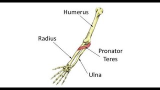 Two Minutes Of Anatomy Pronator Teres [upl. by Steinman323]