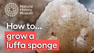 How to grow a luffa sponge [upl. by Salohcim]