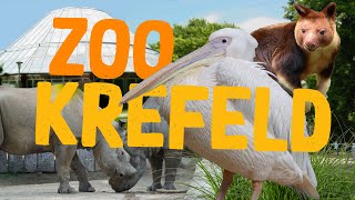 Zoo Krefeld  Klein aber oho  ZooEindruck [upl. by Brendan890]