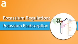 Potassium Regulation Potassium Reabsorption [upl. by Assereht315]