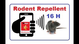 RODENT REPELLENT 16 Hrs  take the rats away with your smartphone [upl. by Ahsyat]