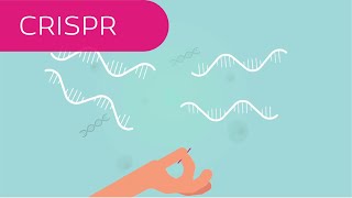 CRISPR in 4 Minuten erklärt [upl. by Jobi676]