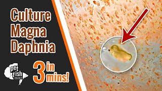 How to culture DAPHNIA MAGNA  The easy way [upl. by Anitsrik]