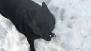 Snow day for Schipperke [upl. by Daniala766]