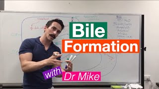 Bile Synthesis and Function [upl. by Naerb944]