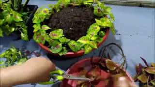 Creative Coleus Plant Ideas in a Pot Coleus Plant Care [upl. by Garek]