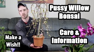 Caring for the Pussy Willow Bonsai Salix caprea pendula [upl. by Lateh344]