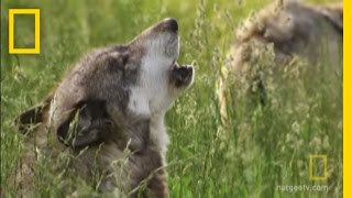 How Did Wolves Evolve  National Geographic [upl. by Nnanaej]