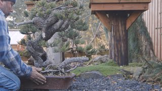 Overwintering Bonsai trees [upl. by Cassondra756]