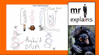 mr i explains How DNA Hybridization works [upl. by Aram]