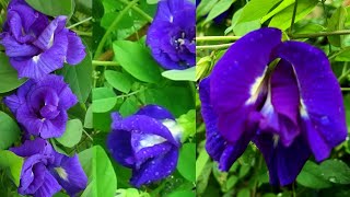 How to grow clitoria ternatea plant Aparajita in container [upl. by Amelus608]