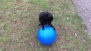 Schipperke dog plays with giant ball [upl. by Zwick192]