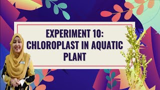 SES EXPERIMENT 10  Chloroplast in Aquatic Plant [upl. by Applegate]