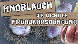 Knoblauchanbau  die wichtige Düngung im Frühjahr [upl. by Adall]