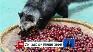 Kopi Luwak Kopi Termahal di Dunia [upl. by Adnerak]