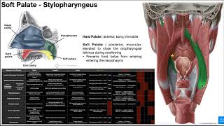 Deglutition  Muscles of the Palate OINAs [upl. by Ellennod]