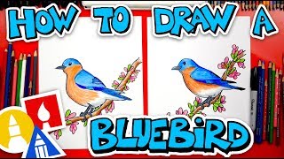 How To Draw A Bluebird [upl. by Aseel]