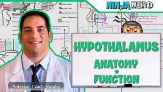 Neurology  Hypothalamus Anatomy amp Function [upl. by Roumell445]