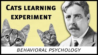 Edward Thorndike cats experiment behavioral psychology [upl. by Gerrald]