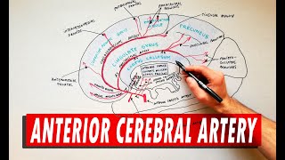 Anterior Cerebral Artery  Anatomy Tutorial [upl. by Terej]