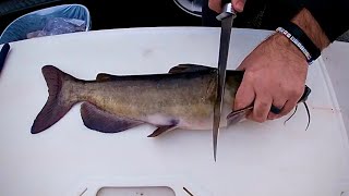 How to Fillet Clean a Catfish [upl. by Aryamoy]