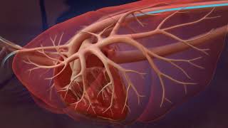 Heartworm Life Cycle for Professionals [upl. by Angie]