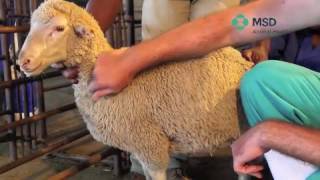 Sheep Subcutaneous Injection technique [upl. by Caswell]