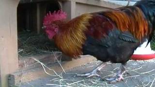 quotAs The Egg Turnsquot Hen House Drama Black Copper Marans Chickens [upl. by Siduhey541]