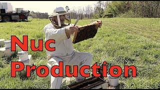 Producing Bee Nucs [upl. by Atirahs]