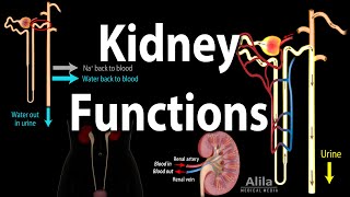 Kidney Homeostatic Functions Animation [upl. by Maurene]