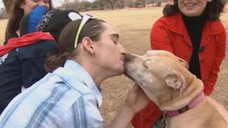 Lost dog reunited with owners after 3 years [upl. by Cochard737]