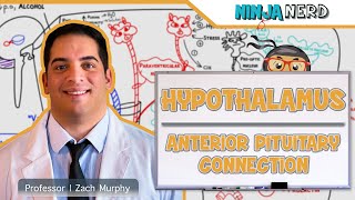 Endocrinology  Hypothalamus Anterior Pituitary Connection [upl. by Akceber]