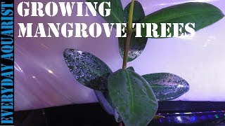 How To Grow Mangrove Tree In Your Aquarium [upl. by Holmes]