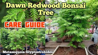 How to grow Metasequoia Dawn Redwood Bonsai Trees [upl. by Dnalra903]