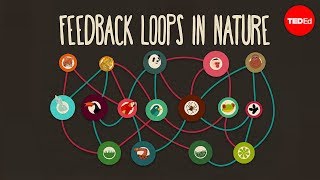 Feedback loops How nature gets its rhythms  AnjeMargriet Neutel [upl. by Lelia]