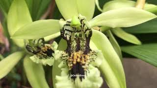 Coelogyne pandurata [upl. by Nhguahs290]