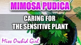 Mimosa Pudica Plant Care [upl. by Aixela]