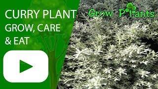 Curry plant  grow care and eat [upl. by Ceporah]