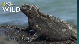 Iguana Awareness Day 43 Types to Celebrate  Nat Geo Wild [upl. by Navonod578]