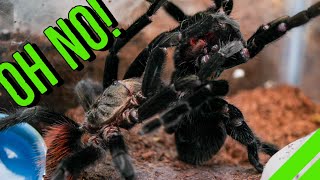 INTENSE Tarantula Breeding GONE WRONG [upl. by Adnuhsat]