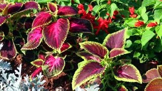 How to Grow Coleus from Seed [upl. by Downing]