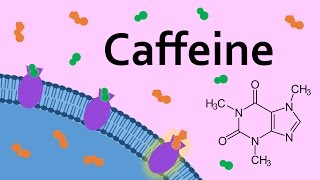 Caffeine and Adenosine Receptors [upl. by Boleslaw]