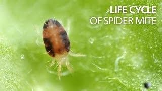 Life cycle of spider mite [upl. by Baruch28]