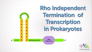 Rho Independent Termination  Transcription in Prokaryotes  Molecular Biology  Biotechnology [upl. by Annairt]