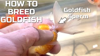 How To Breed Goldfish  Hand Spawning Fancy Goldfish [upl. by Gilbertson]