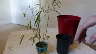 Repotting A Sensitive Plant Mimosa pudica [upl. by Wailoo]