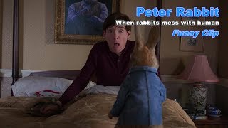 Peter Rabbit  Peters traps  Funny scene [upl. by Quartis]