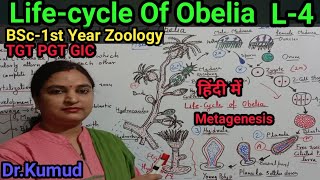 Obelia Lifecycle of Obelia BSc1st Year Zoology MetagenesisAlternation of GenerationL4PGTGIC [upl. by Naruq]