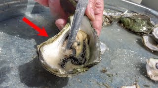 Whats inside an Oyster [upl. by Gelman61]