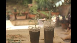 Helichrysum Italicum PropagationPropagation by Stem Cuttings [upl. by Star777]